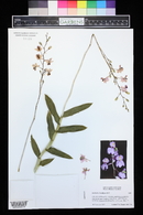 Barkeria dorotheae image