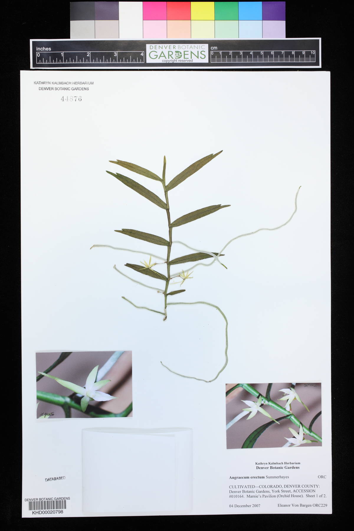 Angraecum erectum image