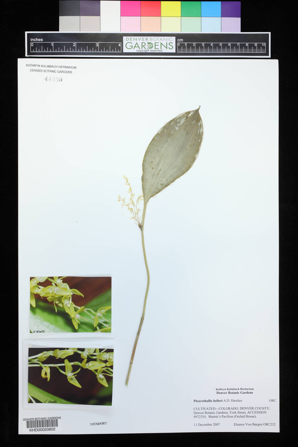 Pleurothallis helleri image