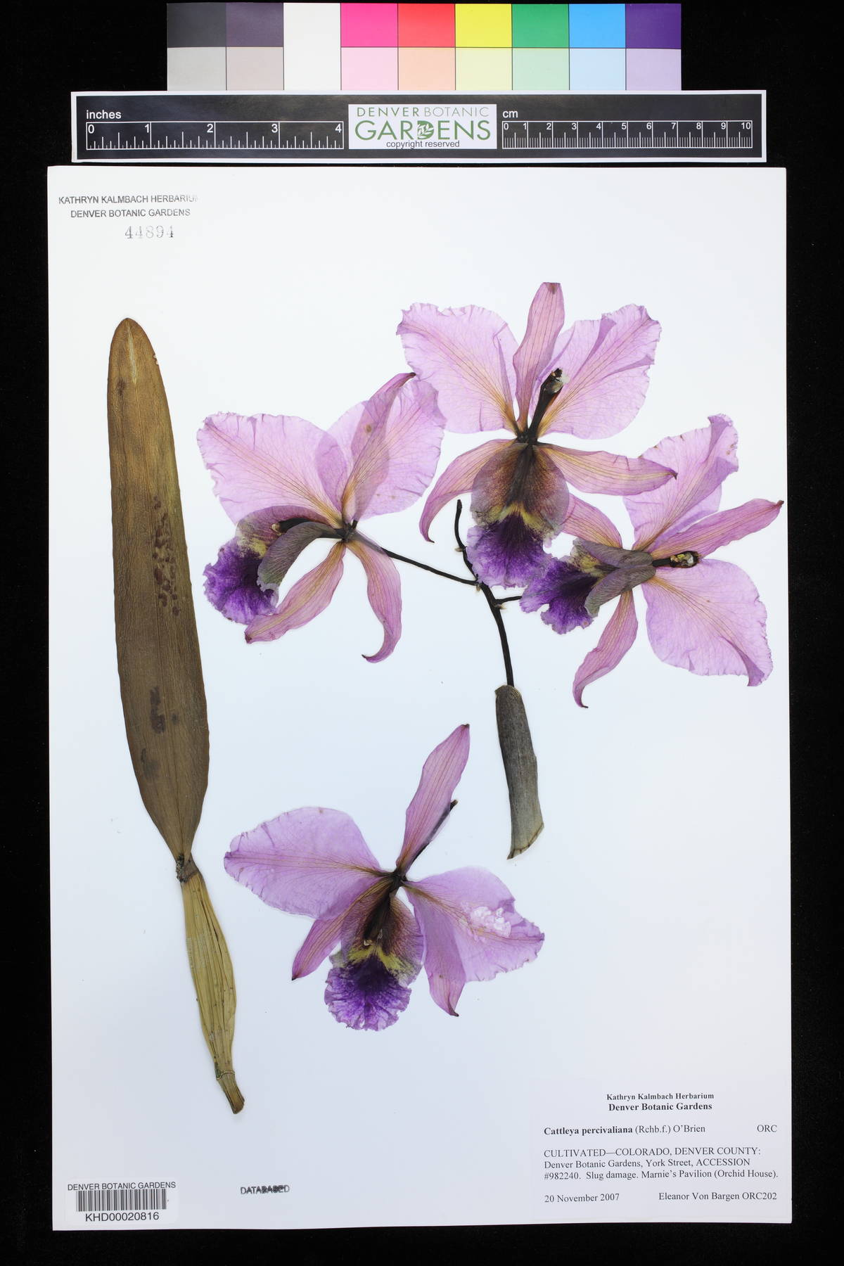 Cattleya percivaliana image