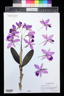 Guarianthe bowringiana image