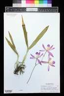 Laelia autumnalis image