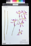 Laelia autumnalis image