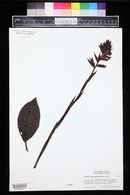 Stenorrhynchos speciosum image
