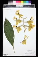 Stanhopea gibbosa image