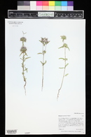 Monarda pectinata image