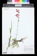 Penstemon barbatus image