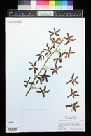 Oncidium anthocrene image