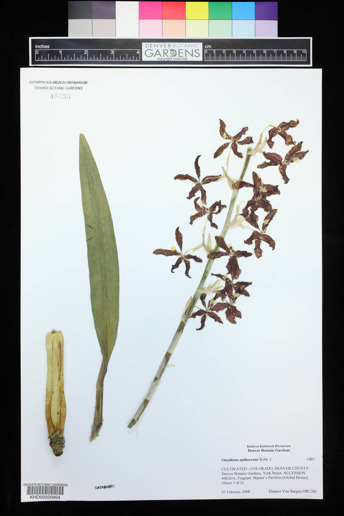 Oncidium anthocrene image