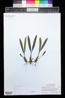 Bulbophyllum falcatum image