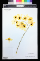 Dendrobium fimbriatum image