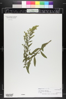 Solidago velutina image