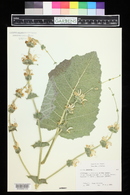 Salvia argentea image
