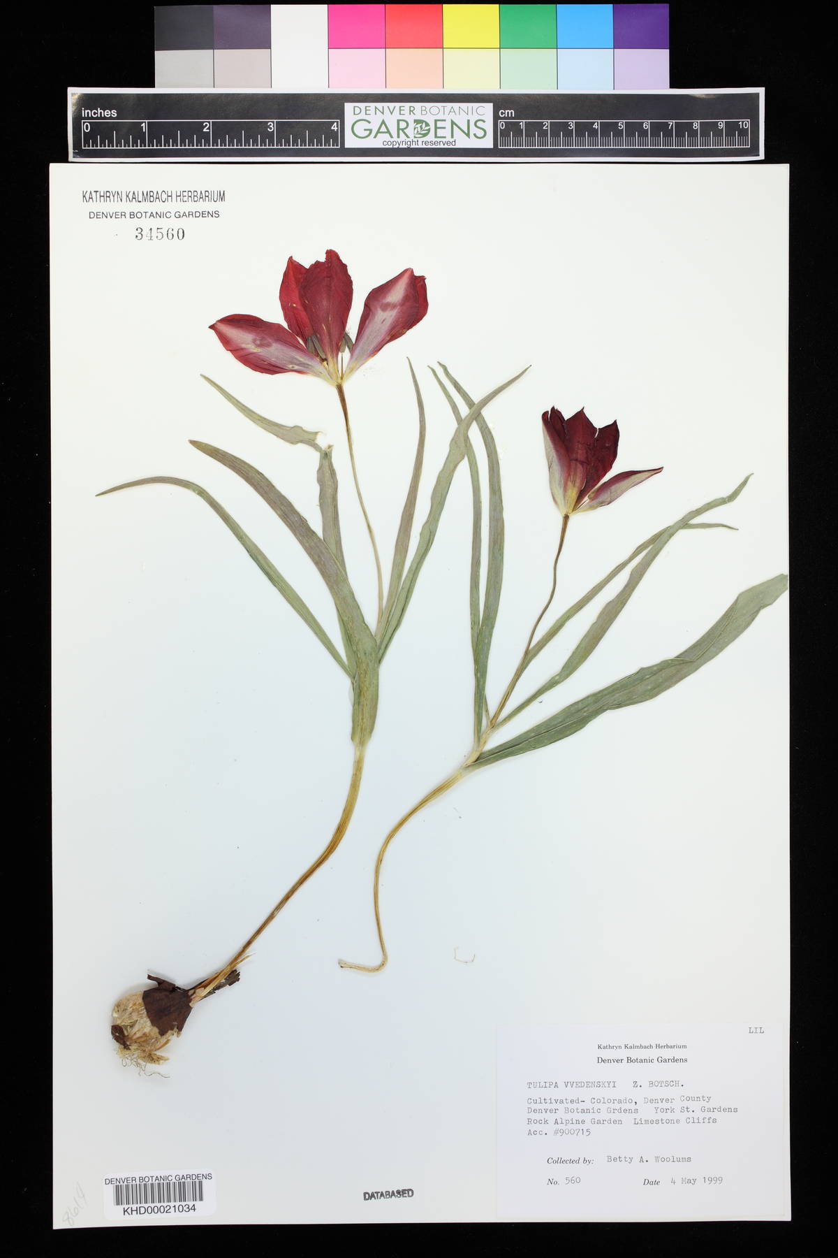 Tulipa vvedenskyi image