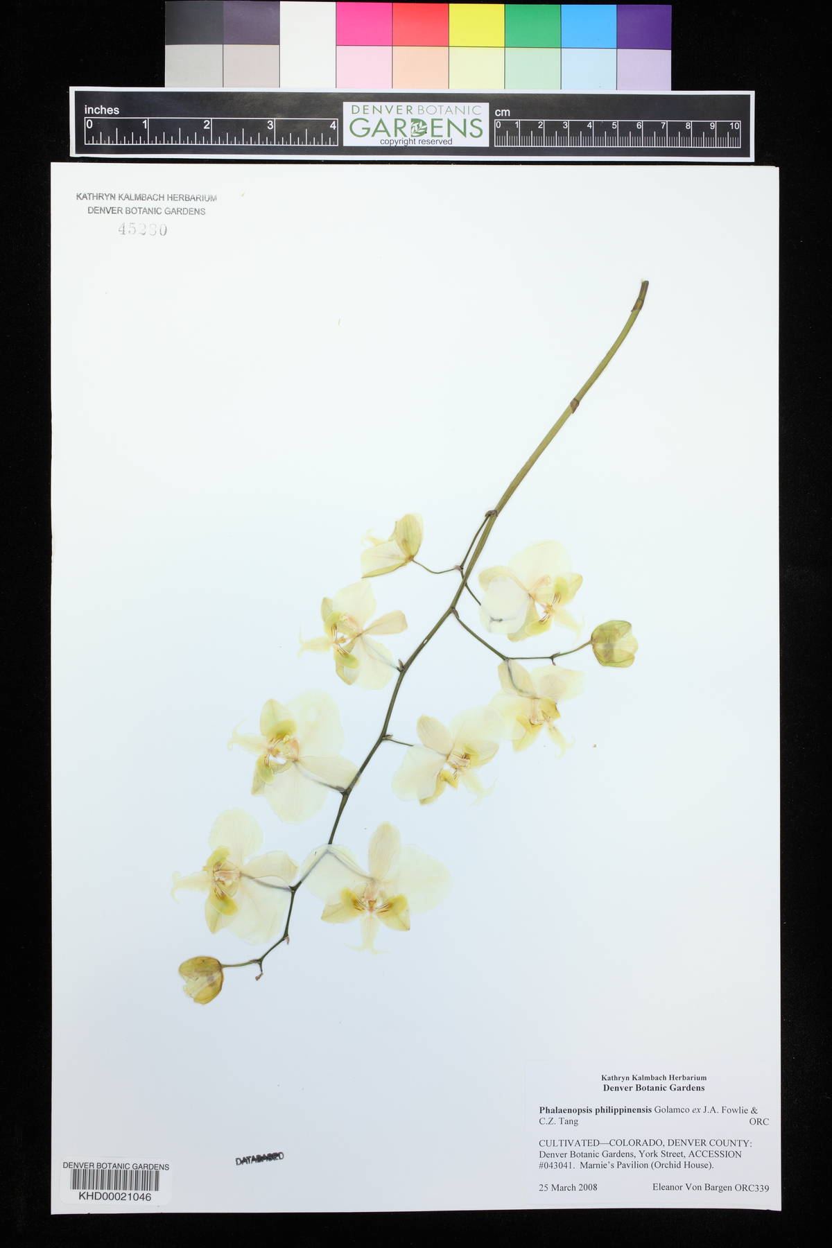 Phalaenopsis philippinensis image