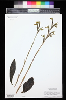 Sarcoglottis sceptrodes image