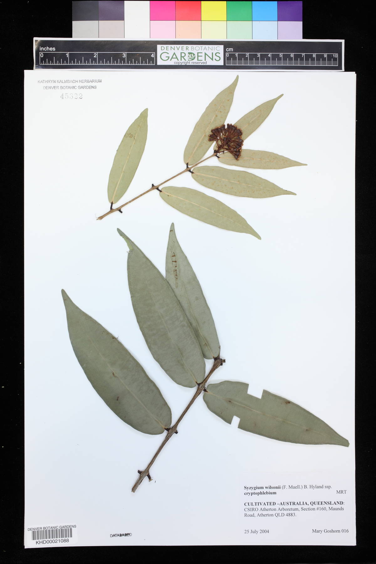 Syzygium wilsonii subsp. cryptophlebium image