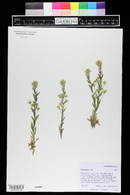 Draba aurea image