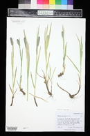 Phleum alpinum image