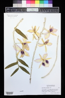 Dendrobium anosmum image