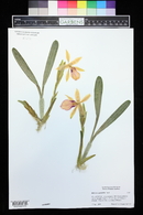 Miltonia spectabilis image