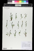 Campanula uniflora image