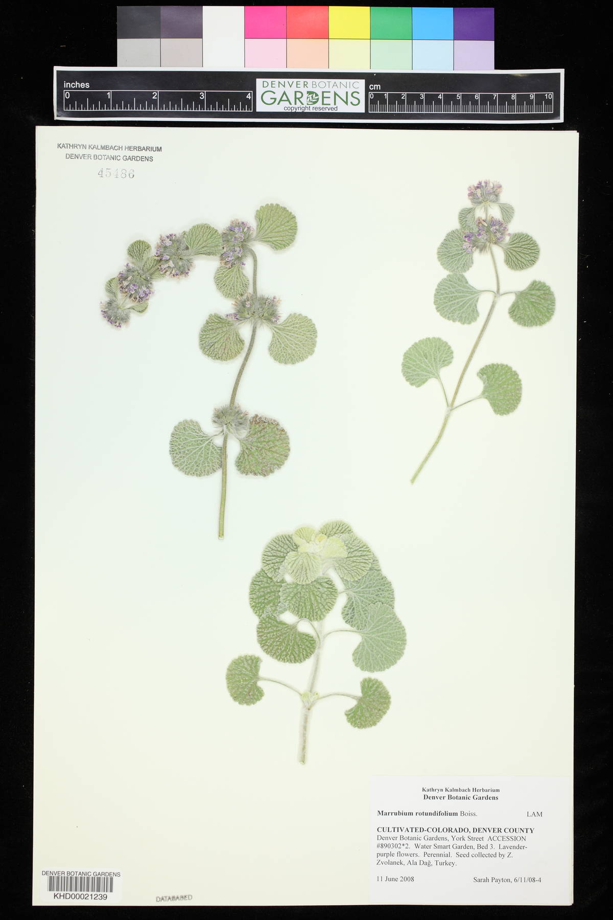 Marrubium rotundifolium image