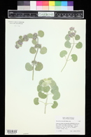 Image of Marrubium rotundifolium