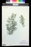 Cupressus arizonica var. montana image