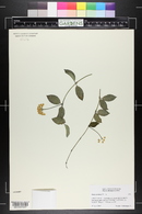 Hoya lacunosa image