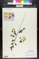 Thunbergia mysorensis image