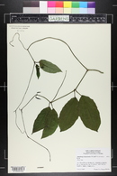 Thunbergia mysorensis image