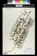 Strongylodon macrobotrys image