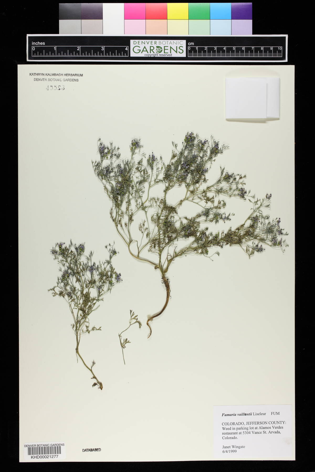 Fumaria vaillantii image