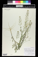 Descurainia pinnata image