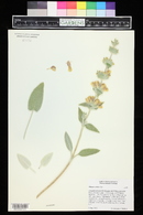 Phlomis crinita image