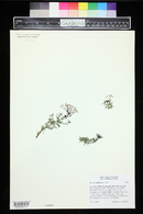 Media resource of Plocama calabrica