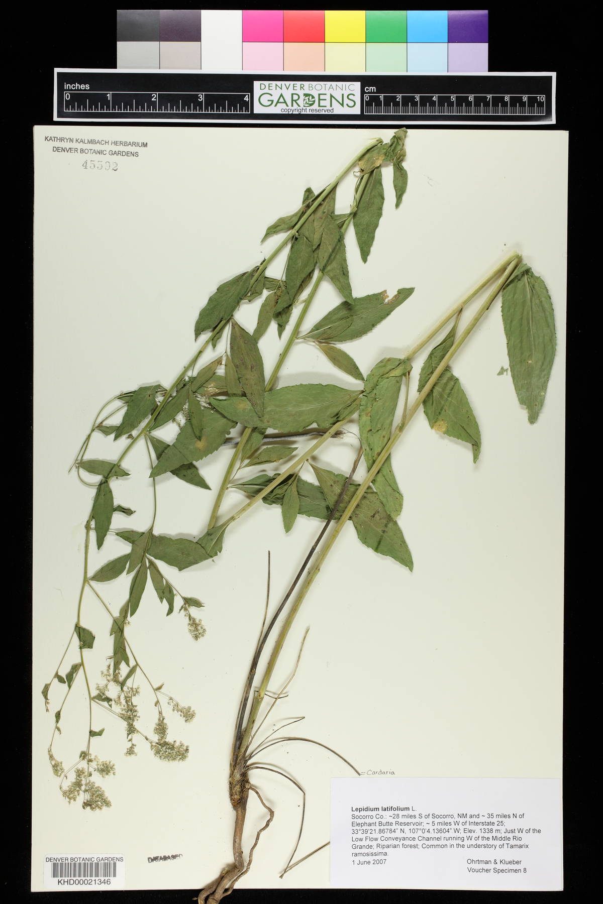 Lepidium latifolium image