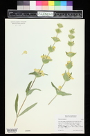 Phlomis lychnitis image