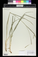 Carex japonica image