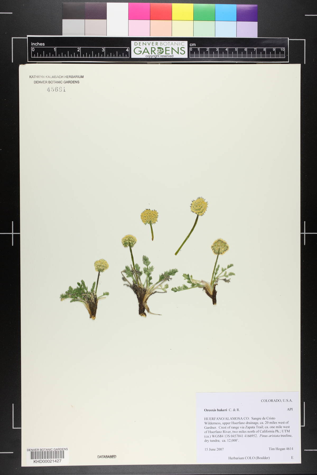 Oreoxis bakeri image