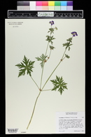 Geranium wallichianum image