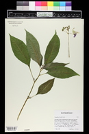 Impatiens bicolor image