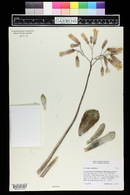 Cotyledon orbiculata image