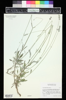 Lavandula latifolia image