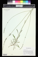 Lavandula lanata image