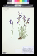 Penstemon glaber image