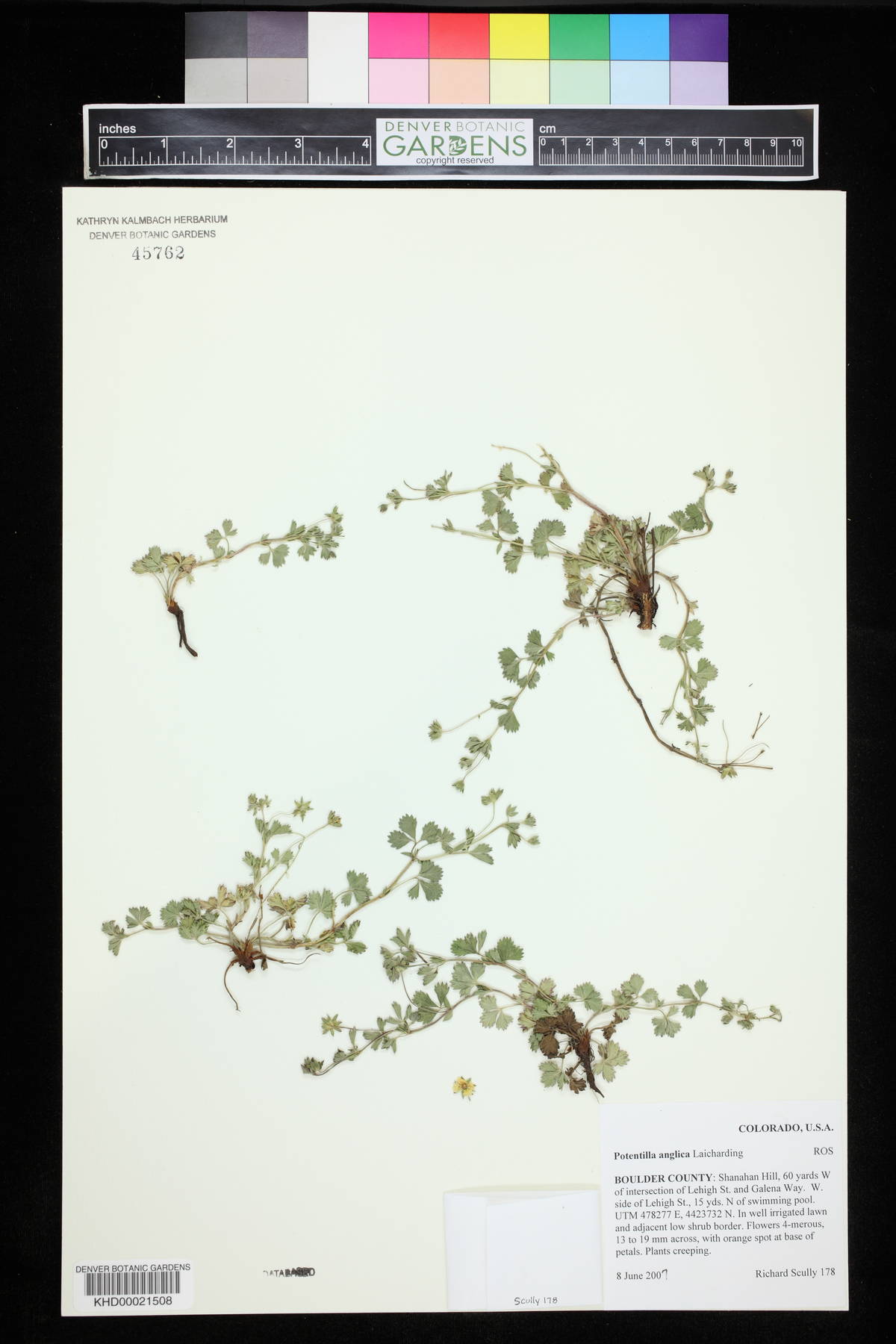 Potentilla anglica image