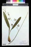 Oncidium hintonii image