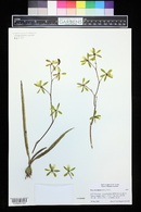 Encyclia diurna image